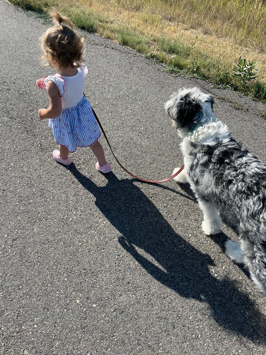 How to Stop Dog Barking Without Harm: Meet the Hound Husher!