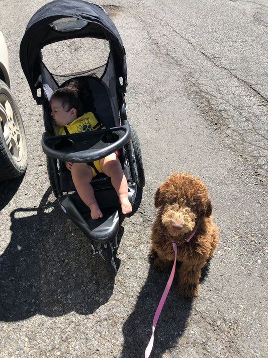 How to Use the Hound Husher to Deter Strange Dogs and Keep Your Baby Asleep on Walks