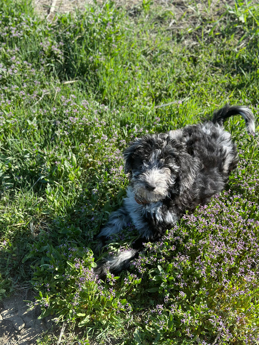 How I Trained My Dog Sitka to Stop Chasing Chickens (Without Shock Collars!) Using the Hound Husher